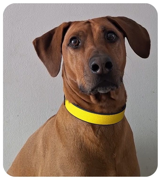 žlutý obojek pro psa